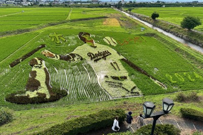 目指せ3冠!　大谷翔平選手の古里に田んぼアート　デコピンも