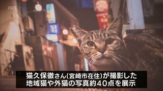 TNR活動への理解を　宮崎県内の地域猫や外猫の写真展　来月18日まで宮崎市のMRTmiccで