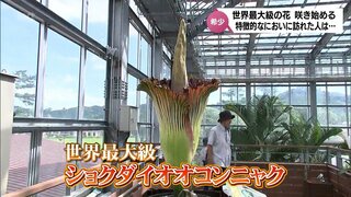 特徴的な香りも話題に　世界最大級の花「ショクダイオオコンニャク」が咲き始める　全国で30例目