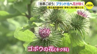 珍しいゴボウの花が咲く　ブランド化へ向けた挑戦「種をとるため」 広島･東広島市の産地