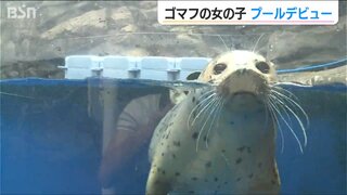 生まれて初めてのプールへダイブ!!お目めパッチリ 模様もクッキリ！ゴマフアザラシの女の子　新潟県上越市