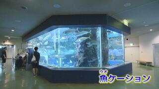 水族館で魚（ウオ）ケーション　フリーWi－F・電源あり　おさかな見ながらデスクワーク　富山・魚津市