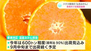 「暑い夏に食べるみかん、最高です」真夏でも楽しめる！ハウス『山北みかん』収穫最盛期【高知】