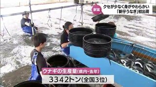 土用丑の日前に　「新仔うなぎ」の今季の出荷始まる　身が柔らかくくせが少ないのが特徴