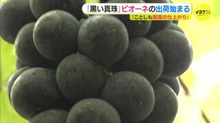 「ことしも最高の仕上がり」“黒い真珠” ピオーネの出荷始まる　広島･三次市