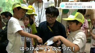 「はっけよい のこった！」　毎年恒例の『カブトムシすもう大会』　土俵上の“カブトムシ”にエール送る