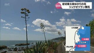 「数十年に1度しか咲かない」リュウゼツランの幻の花　日南海岸で一度に10本以上咲く