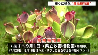 牧野博士が発見した“希少な植物”も　『食虫植物展』２０日から　夏休みの自由研究の題材にもおすすめ【高知】