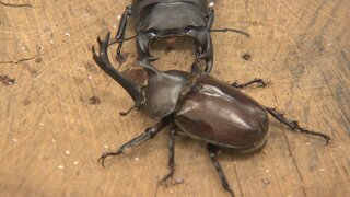 夏の昆虫対決！クワガタVSカブトムシの相撲大会　強いのはどっち？富山・小矢部市