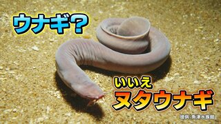 ウナギのようでウナギでない…お腹がヌタヌタの「ヌタウナギ」見た目は “キモイ” が味はいい？