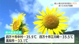 「すごい、すごい！なんか夢の世界やね」約１５万本が満開　猛暑の夏空に満開のヒマワリの花が映える　【高知】