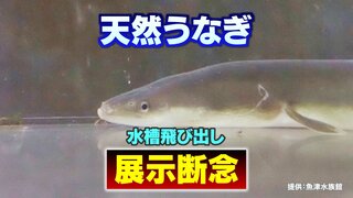 水槽から逃げ出し“展示断念”　学芸員が語る知られざる”うなぎ”の生態…富山