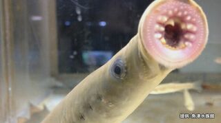 ウナギだけど “うなぎ” でない…吸盤型の口に鋭い歯、8つの目？古代魚「ヤツメウナギ」は魚をナメナメ…生態を学芸員に聞いてみた　富山