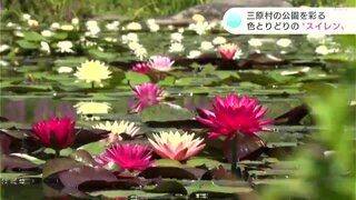 色とりどりのスイレンの花が水面を彩る　高知県三原村宮ノ川・星ヶ丘公園