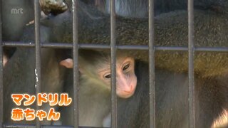 マンドリルの赤ちゃん 一般公開はじまる　宮崎市フェニックス自然動物園