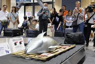 空港ターンテーブルにマグロ出没　青森、日航整備士のアイデア