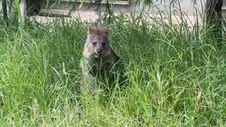 【動画】「世界一幸せ」な動物が人気　　寄付金で屋内展示室整備へ