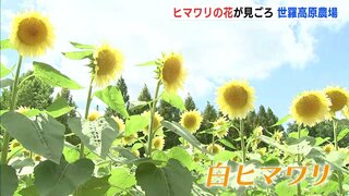 「元気をもらえた」 高原のヒマワリが一面に咲き誇る　涼しげな白い花も　広島