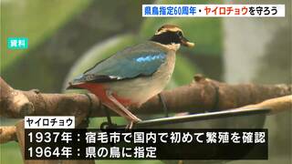 高知県の県鳥に指定から60周年「幻の鳥・ヤイロチョウ」保護への理解を深めるシンポジウム開催