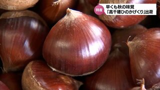 早くも秋の味覚　「高千穂ひのかげくり」の出荷始まる　