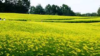 【動画】黄色いコスモスのじゅうたん