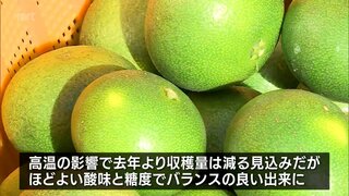 「極早生みかん」の収穫が日南市で始まる　ほどよい酸味と糖度のバランスが取れたみかんに仕上がる