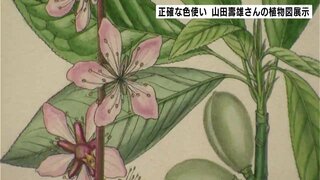 「色付けの正確さや彩色の妙をご覧いただければ」牧野博士が認めた画家　山田壽雄さんの植物図を展示する企画展