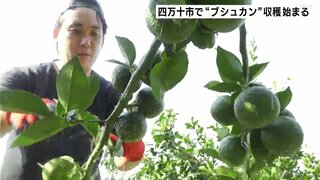 「“夏はブシュカン″と広めていきたい」さわやかな香りと酸味　高知県四万十市で“ブシュカン”収穫はじまる