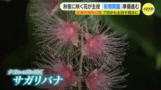 “神秘的な” 夜の植物園を楽しんで　夜にしか咲かない貴重な花も　広島市植物公園で７日から