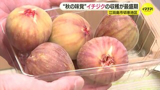 “秋の味覚” イチジクの収穫が最盛期　広島･江田島市