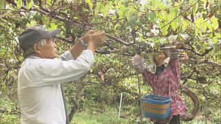 「幻の果実」ビタミン豊富なサルナシ　玉川村で収穫始まる　福島