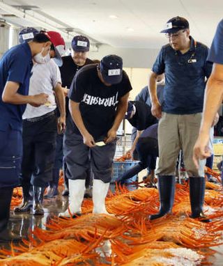 ベニズワイガニ初水揚げ　例年並み、地震影響懸念も