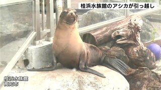 桂浜水族館のカリフォルニアアシカ　繁殖のため静岡県の伊豆・三津シーパラダイスにお引越し