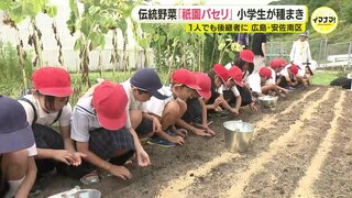 伝統野菜「祇園パセリ」 地元の小学生が種まき　広島･安佐南区