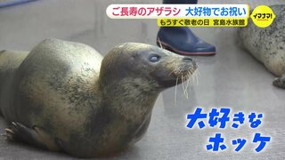 「ご長寿アザラシ」に感謝をこめて　敬老の日を前にごほうびのホッケ　広島･宮島水族館