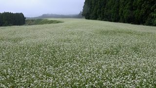 【動画】ソバの花の白いじゅうたん