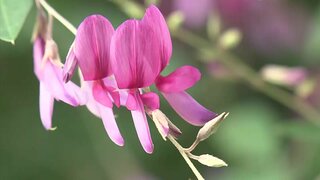 まだ残暑…でも秋の訪れ　秋の七草「ハギ」の花咲く　広島･縮景園