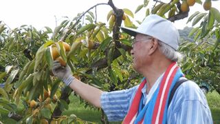 濃厚な甘さと歯ごたえが特徴　「筆柿」の出荷が愛知・幸田町で始まる　