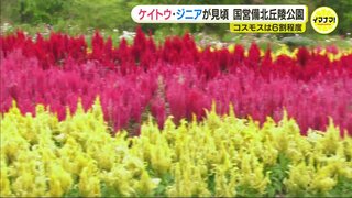 ケイトウ･ジニアなど「秋の花」見頃　コスモスは６割　国営備北丘陵公園　広島･庄原市