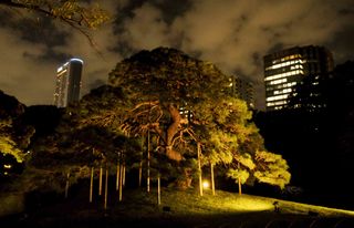 【動画】幻想的な夜の小石川後楽園