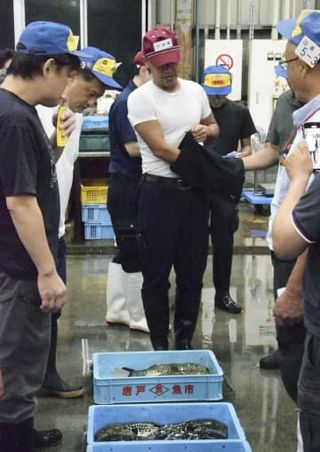 「初競り」でフグの季節到来　下関、残暑が養殖に影響