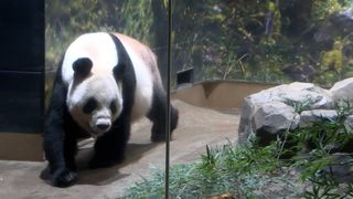 【動画】「故郷でも元気で」別れ惜しむ　パンダ２頭、最後の観覧日　上野動物園