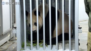 【動画】２頭のパンダ、中国へ　未明の出発、見送るファンも―上野動物園