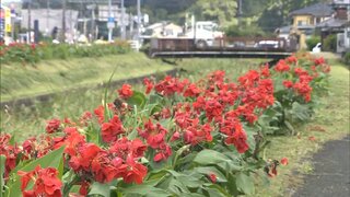 約2万本のカンナの花が見ごろに　日南市の県道3号沿い