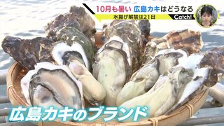 異例の猛暑で “冬の味覚” にも異変「我慢して良くなってから」水揚げ解禁を３週間延期「春までおいしい」広島カキ