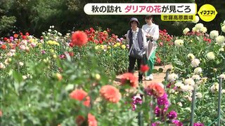 高原に秋を告げるダリアの花 「空と一緒に撮ると映える」 広島