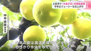 今年はジューシーな仕上がり　高知県土佐市で『水晶文旦』　収穫最盛期