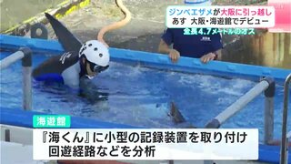 3日に大阪・海遊館でデビュー　ジンベエザメが高知から大阪へ引越し　これまで海遊館で展示・公開されていた『海くん』は土佐清水沖へ