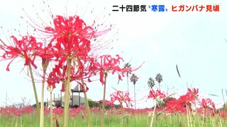 露がつめたく感じられるころ　二十四節気“寒露”　ヒガンバナが見頃