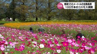 約100万本が満開　生駒高原のコスモス　来週まで楽しめる　